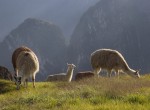 PERU, BOLIVIE. 013