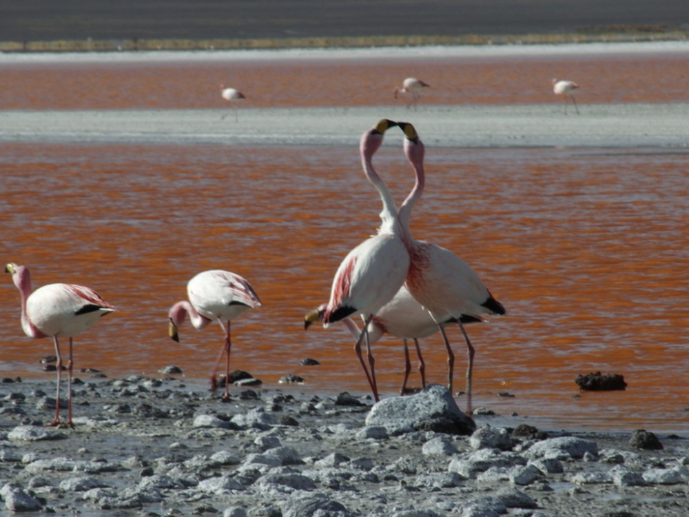 PERU, BOLIVIE. 082